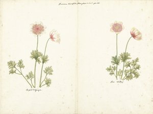 Deux études d