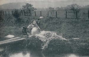 Tonte des moutons, 1910 - C. Reid