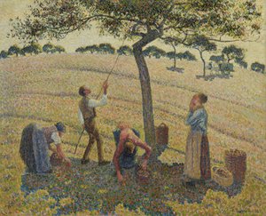 Récolte de pommes