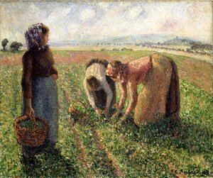 Récolte des Pois, Eragny, 1893 - Camille Jacob Pissarro