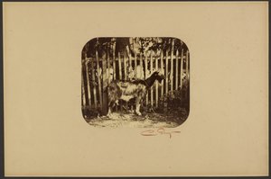 [Chèvre] - Camille Silvy