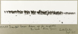 Chevaux de transport de la N.Z.M.F.A. alignés pour inspection sur la plage, Khan Yunis, septembre 1917 - Capt. Arthur Rhodes