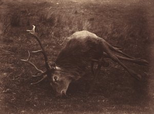 Cerf mort - Captain Horatio Ross