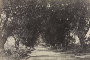 Avenue des Banians, Seringham, Inde - Captain Linnaeus Tripe
