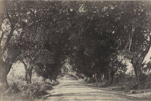 Avenue des banians, Seringham, Inde, 1858 - Captain Linnaeus Tripe
