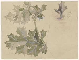 Feuilles de chardon