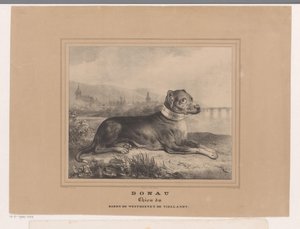 Chien Donau - Carel Christiaan Antony Last