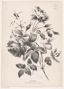 Deux roses (Pictura) - Carel Christiaan Antony Last