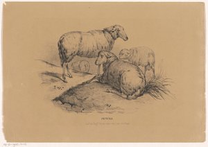 Quatre moutons