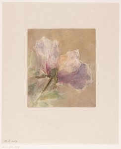 Rose fanée