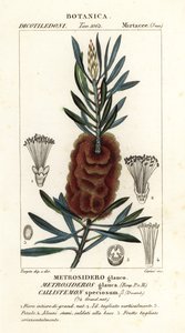 Albany bottlebrush, Callistemon speciosus - Carini Carini