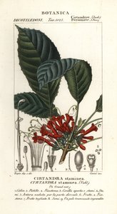 Cyrtandra staminea
