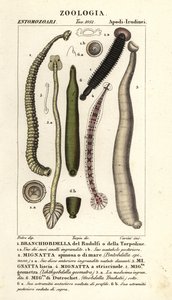 Sangsue de poisson et sangsues d
