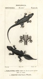Gecko domestique, Hemidactylus frenatus 1, et gecko à queue large, Phyllurus platurus 2