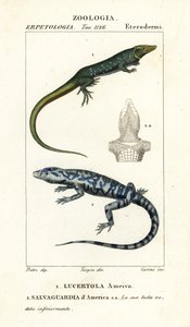 Coureur de jungle, Ameiva ameiva, Lucertola ameiva 1 et tegu doré, Tupinambis teguixin, Salvaguardia d