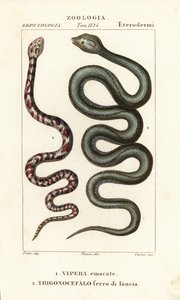 Cobra cracheur à collier, Hemachatus haemachatus 1, et fer-de-lance de Martinique, Bothrops lanceolatus 2