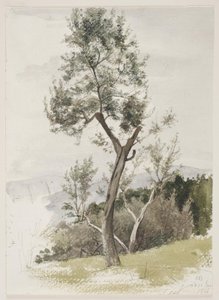 Arbres sur une pente de montagne