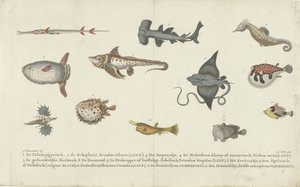Douze espèces de poissons différentes - Carl Cristiaan Fuchs