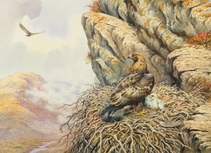 Aigles royaux à l