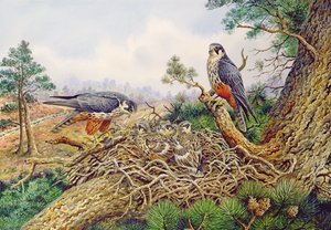 Hobbys à leur nid - Carl Donner