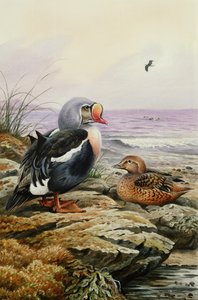 Eider à duvet