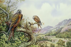 Paire de milans royaux dans un chêne - Carl Donner