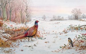 Faisan et bruant des neiges