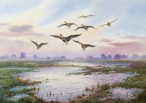 Oies à front blanc atterrissant - Carl Donner