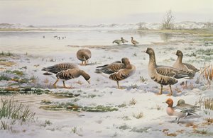 Oies à front blanc - Carl Donner