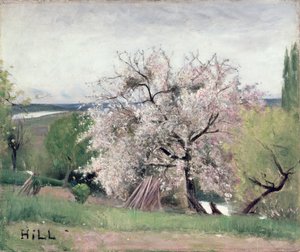 Arbre fruitier en fleur, Bois-le-Roi