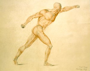 Musculature anatomique d