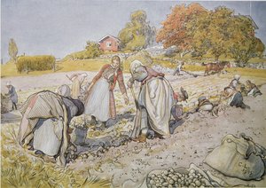 Récolte de pommes de terre