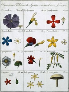 Deuxième Table du Système Sexuel des Plantes de Linné - Carl Linnaeus