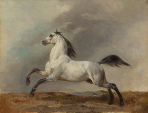 Étalon blanc vers la gauche - Carl Steffeck