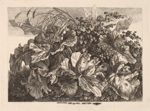 Étude de feuillage avec roseau et houblon - Carl Wilhelm Kolbe