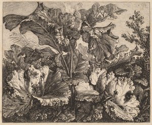 Petite étude de plante : une bardane, touffes délicates d