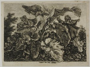 Feuille de légumes - Carl Wilhelm Kolbe, the elder