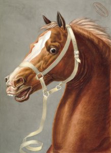 Licou de parade pour la cavalerie - Carle Vernet