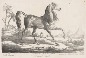Suite de chevaux : Cheval arabe - Carle Vernet