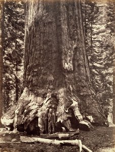 Base du Grizzly Giant, Séquoia géant, Yosemite, Californie, 1868 - Carleton Emmons Watkins