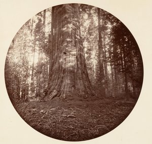 Empire State. C. Grove, vers 1878 - Carleton Emmons Watkins