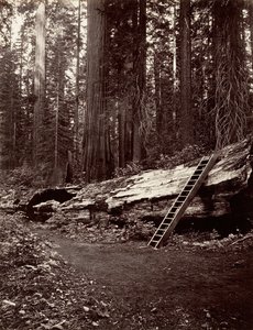 Père de la Forêt, 1865-66, imprimé vers 1876