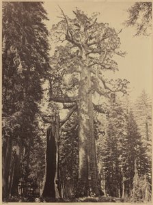 Géant grizzli, Mariposa Grove, 1861 (photo) - Carleton Emmons Watkins