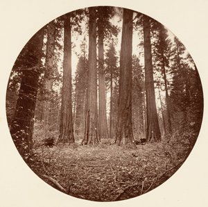 James Roi de William. Keyston State etc. Calaveras Grove, ca. 1878 - Carleton Emmons Watkins