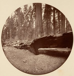 Mammoth Three Grove Hotel Calaveras Co Cal., vers 1878 - Carleton Emmons Watkins