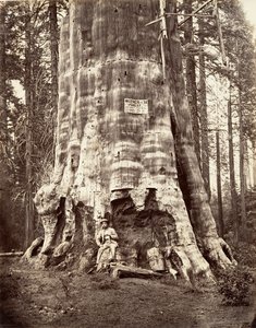 Mère de la forêt - Carleton Emmons Watkins