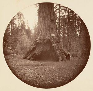 Cabane des pionniers - Calaveras Grove, ca. 1878 - Carleton Emmons Watkins
