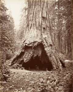 Cabane du pionnier, 1865-66, imprimé ca. 1876 - Carleton Emmons Watkins