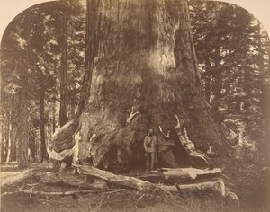 Section du Géant Grisly, Mariposa Grove - Carleton Emmons Watkins