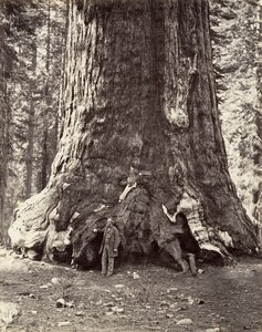Section du Grizzly Giant, circonférence de 101 pieds - Carleton Emmons Watkins